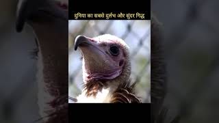 hooded volutre #top10 #facts #bird #amazingfacts #intheworld