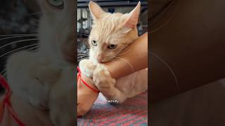 the law of the two cat household