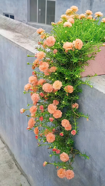 flower garden ideas #gradening #planting