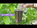 Grow lemon tree with banana | lemon tree banana method | banana rooting method with lemon