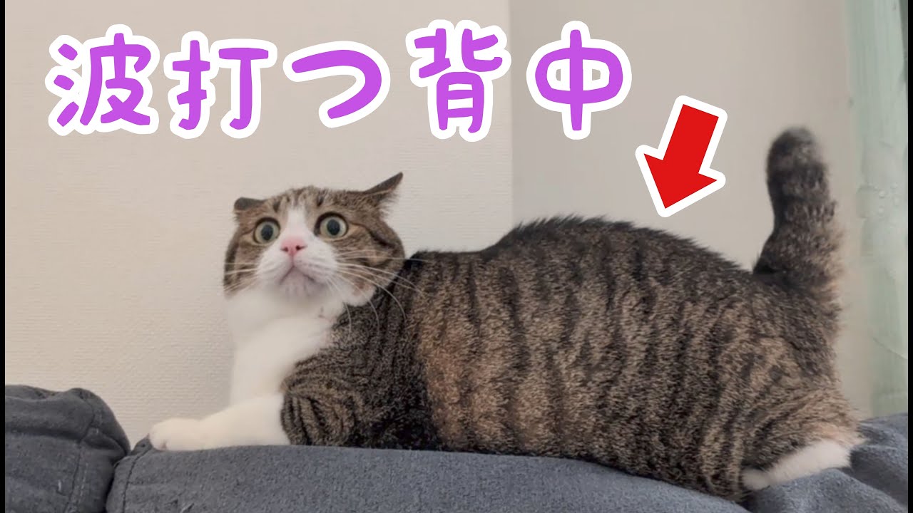 キモチワルイ動きをする猫の背中。vol.1132 - YouTube