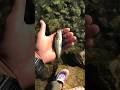 This pond is full of tiny bass #creekfishing #bassfishing #largemouthbass #smallmouthbass #fishing