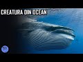 Cea mai misterioasa creatura din ocean  balena albastra