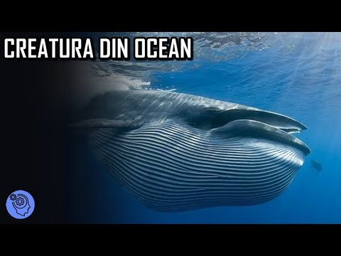 Video: Rechin oceanic cu aripi lungi: descriere, caracteristici și habitat