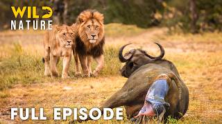 Carnivores vs Herbivores (Full Episode) | Survival Challenge of Savanna | Wildlife Documentary