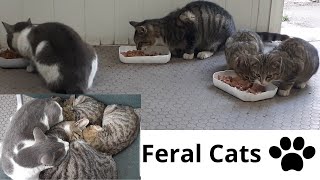 Feeding Incredibly Cute Feral Cats and Kittens