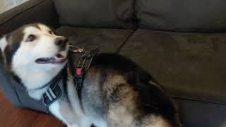 DAE have a husky that likes to be vacuumed?