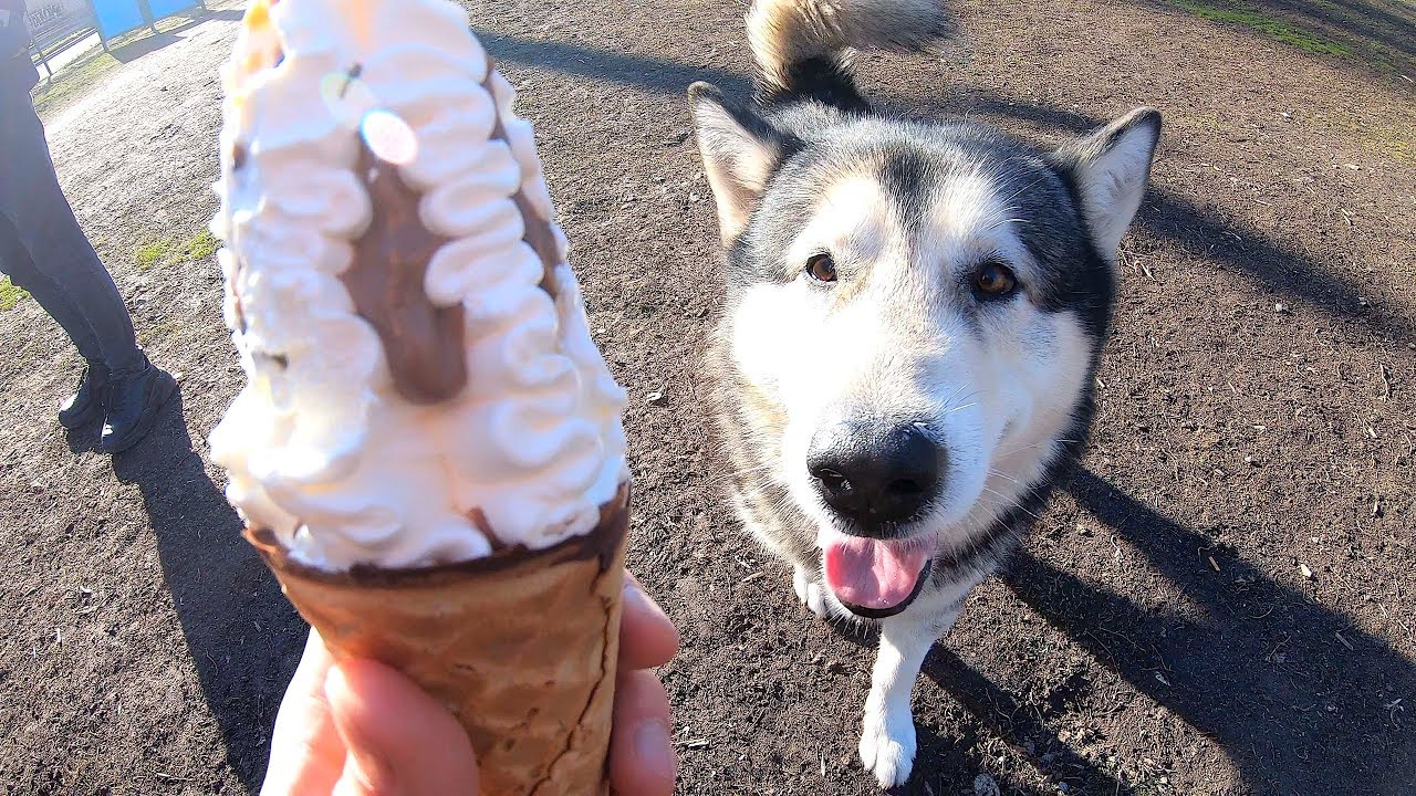 Собака на роликах и с мороженым картинка