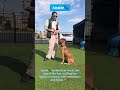 Meet Annie🐶, our Dog of the Day #k9mania #dogtraining #dogbehavior #dogshorts
