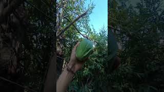 Cuchamper Una fruta exótica de temporada en El Salvador. #naturaleza #vidasilvestre