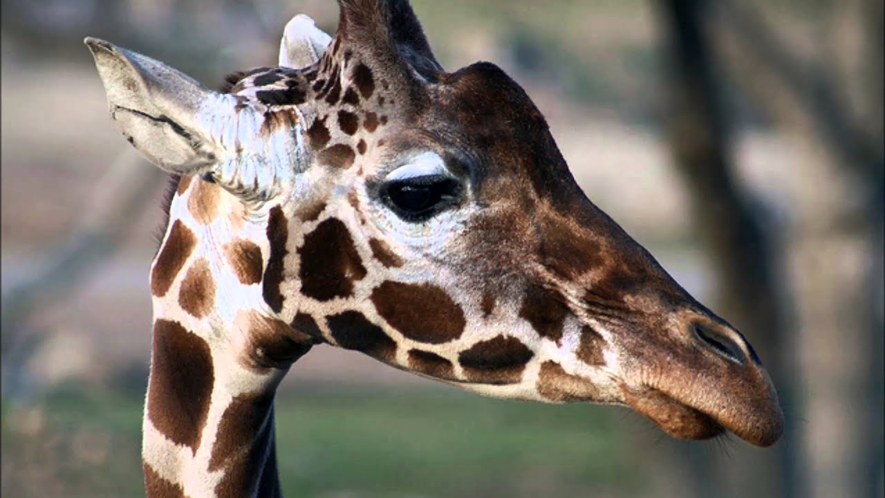 AnimalFunFacts1 - YouTube