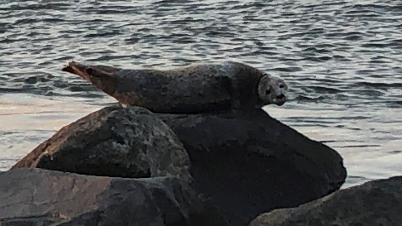 Approached by a SEAL on LONG ISLAND! YouTube