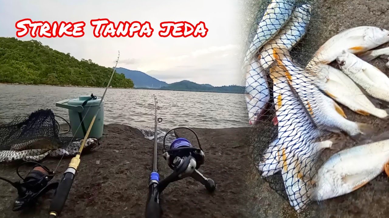 Umpan Mancing Ikan Gulama 