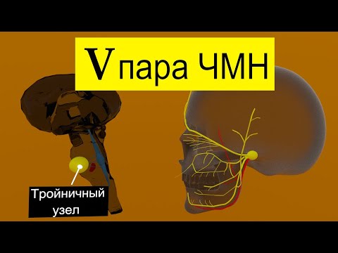 Тройничный нерв за 3 минуты | Путь от мозга (схематично)| Medanatfarm