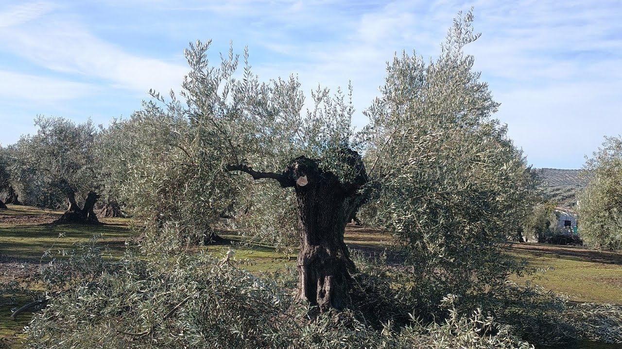 Esta la preparamos para quitarle la cabeza. Poda olivo 2026.