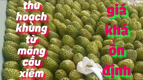 1 Héc ta mãng cầu xiêm trồng dưới mép nước tuổi tho rất cao