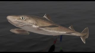 видео: Русская Рыбалка 4. Море 41 и 34 банки !!!вв картинка: Русская Рыбалка 4. Море 41 и 34 банки !!!вв