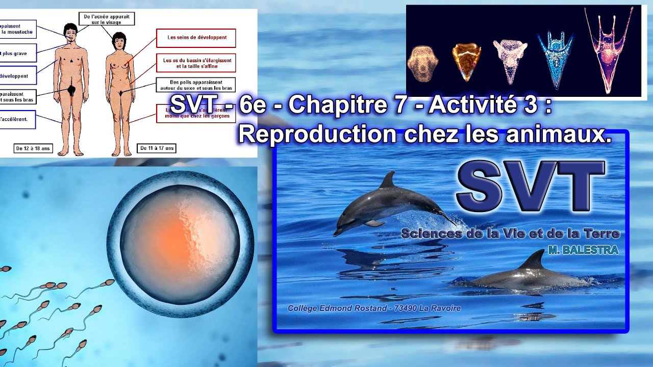 Dessin Svt 6ème Facile Pages De Gardes Imprimer SVT - 6e - Chapitre 7 - Activité 3 - Reproduction chez les animaux