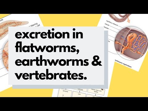 The Excretory System in Flatworms, Earthworms and Vertebrates