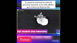 La muerte neuronal