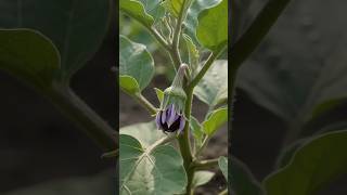 one plant insane harvest #eggplant #gardening #homegardening #terracegarden #brinjal #nature #iris