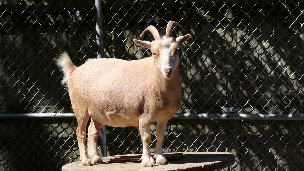 African Pygmy Goat YouTube