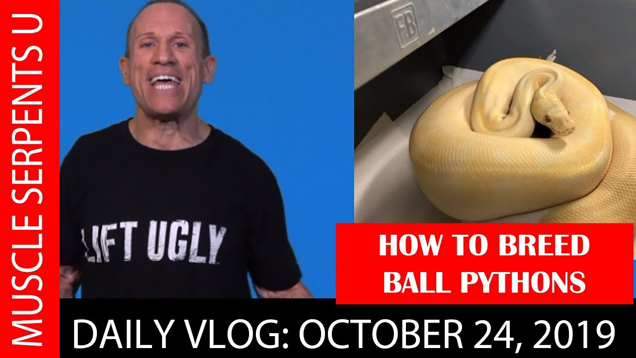Visual Reference: Ball Python Breeding Strategies Oct 24 2019