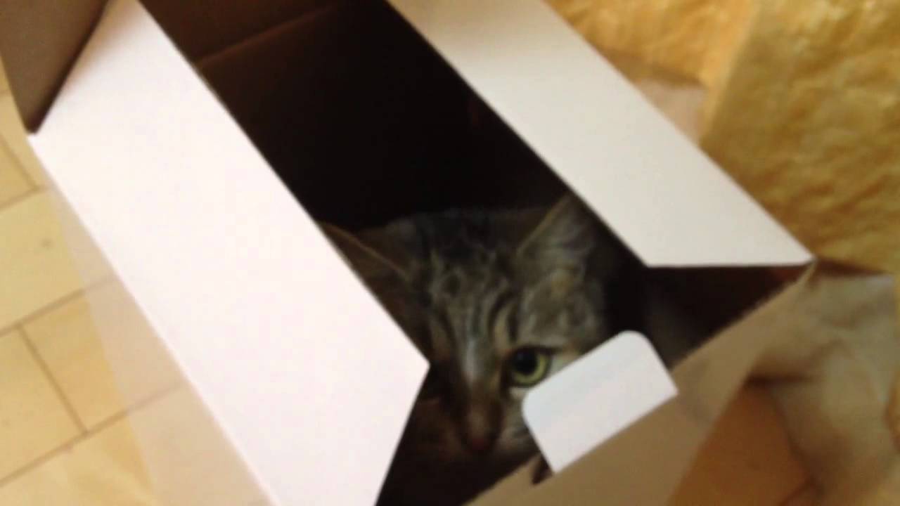 可愛い画像 飛び出すニャンコ a cat popping out