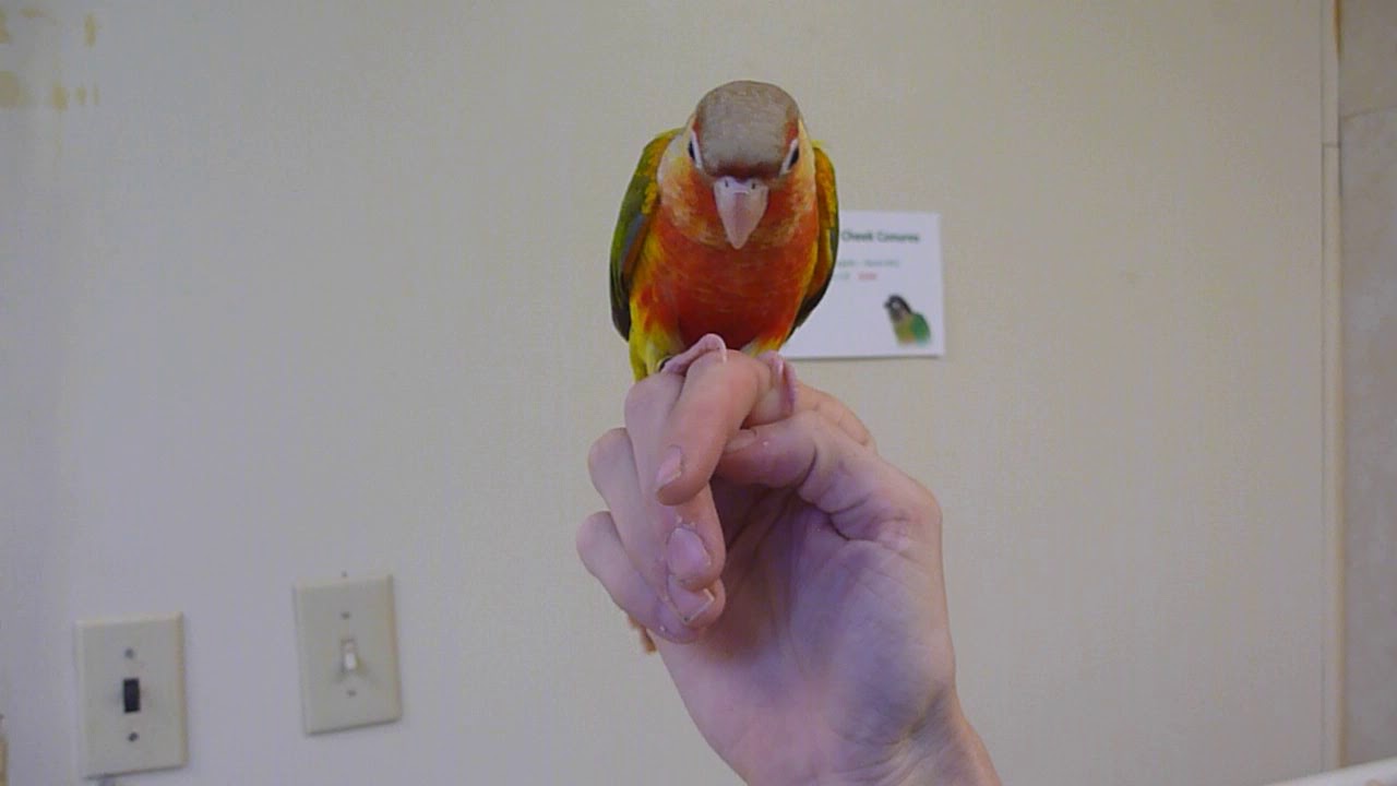 Green Cheeked Conure Diane's Discount Pets in Pottstown YouTube
