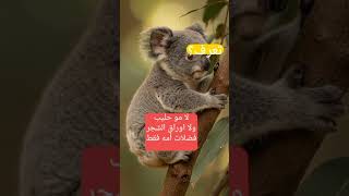 تعرف ؟ليش صغير الكوالا ياكل براز أمه#الكوالا #Koala #حيوانات #AnimalFacts #Shorts