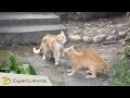 Peleas de gatos - Cats fighting