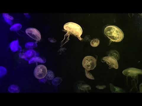 水母