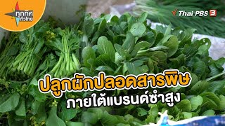 ปลูกผักปลอดสารพิษภายใต้แบรนด์ซำสูง | อาชีพทั่วไทย