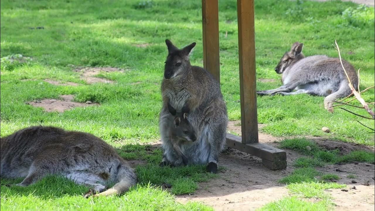 Doncaster wildlife park 2023 YouTube