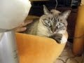 【Jean 0126】やったぁ！ １年目にして初めてパパがジャンくんを撫でました　元野良猫