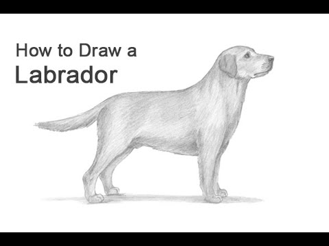 Video: Cách Vẽ Labrador