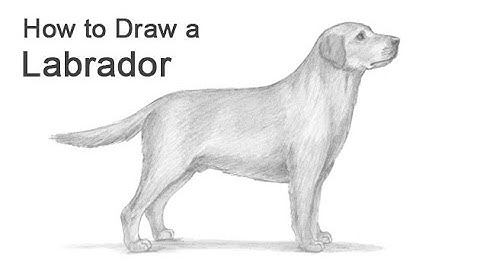 How to Draw a Dog (Labrador Retriever)