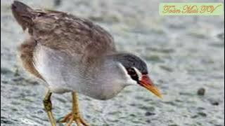 Tiếng Chim Mắt Xéo mồi