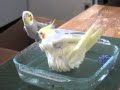 Cockatiel Bath Time!