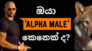 The Alpha Theory | ඇල්ෆා තියරිය