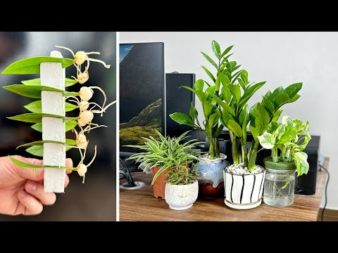 Video: Angelica Propagation - Cum să înmulțiți plante cu ierburi Angelica