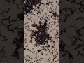 Ant vs Ant — Epic Battle for Survival! 🐜⚔️ #ytshorts  #shorts #insects #forest