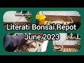 Literati Bonsai  Repot June 2023