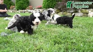 Cute Mini Bernedoodle Puppies
