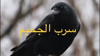 سرب الجحيم / القصة كاملة في داخل القناة