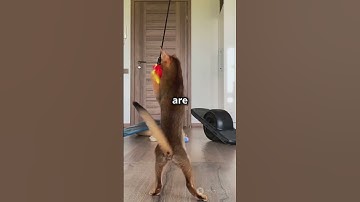 invideo ai 1080 The Majestic Abyssinian Cat  A Feline Ma 2024 09 23