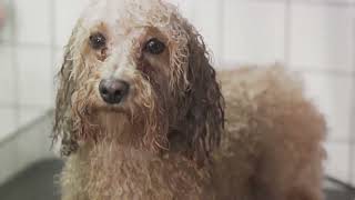 Seasonal Care Tips For Poodles Summer To Winter