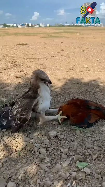 Eagle vs chicken