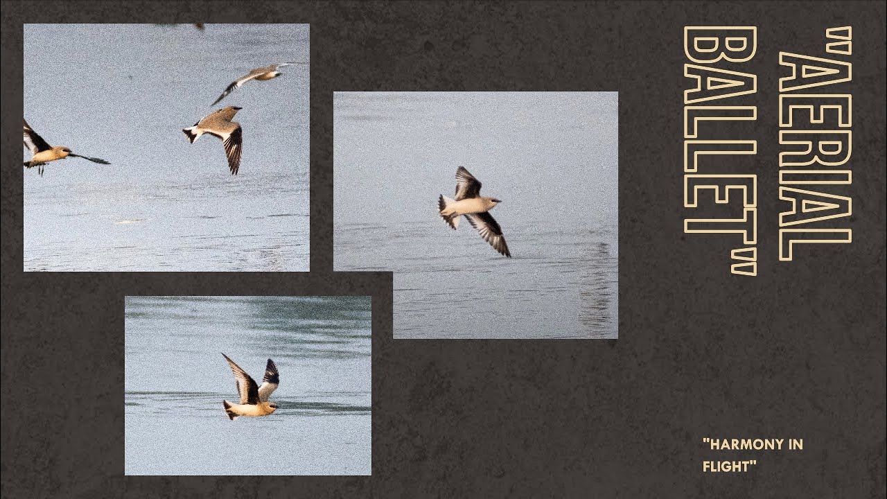 Aerial Ballet: Flock of Small Pratincoles in Harmony.