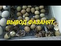 ВЫВОЖУ ФАЗАНОВ ВПЕРВЫЕ В ЖИЗНИ. ИНКУБАТОР БЛИЦ ПК ВЫВОДНОЙ